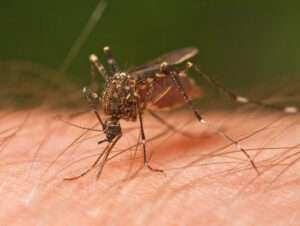 Read more about the article How many Days to Recover From Dengue